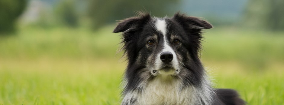 border-collie-2184706.jpg