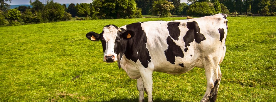 cow-2132526.jpg