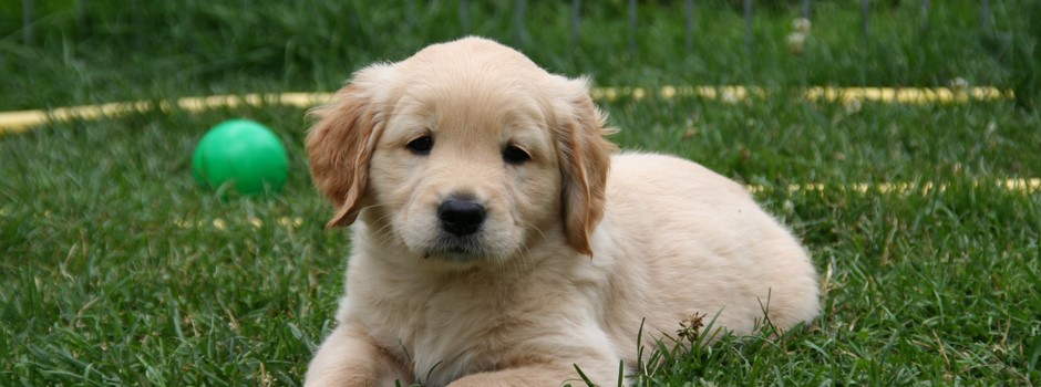 golden-retriever-puppy-2706655.jpg